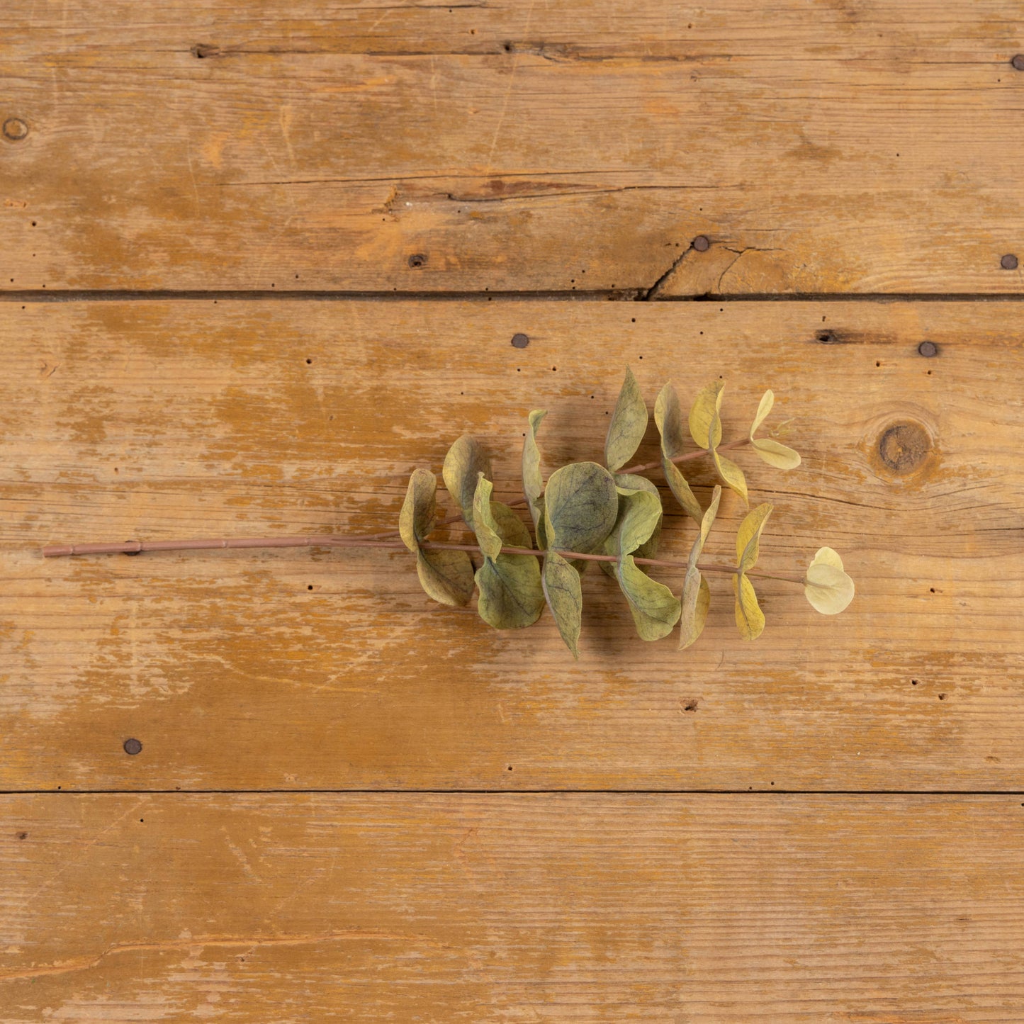 14" TWO TONE GREEN EUCALYPTUS SPRAY
