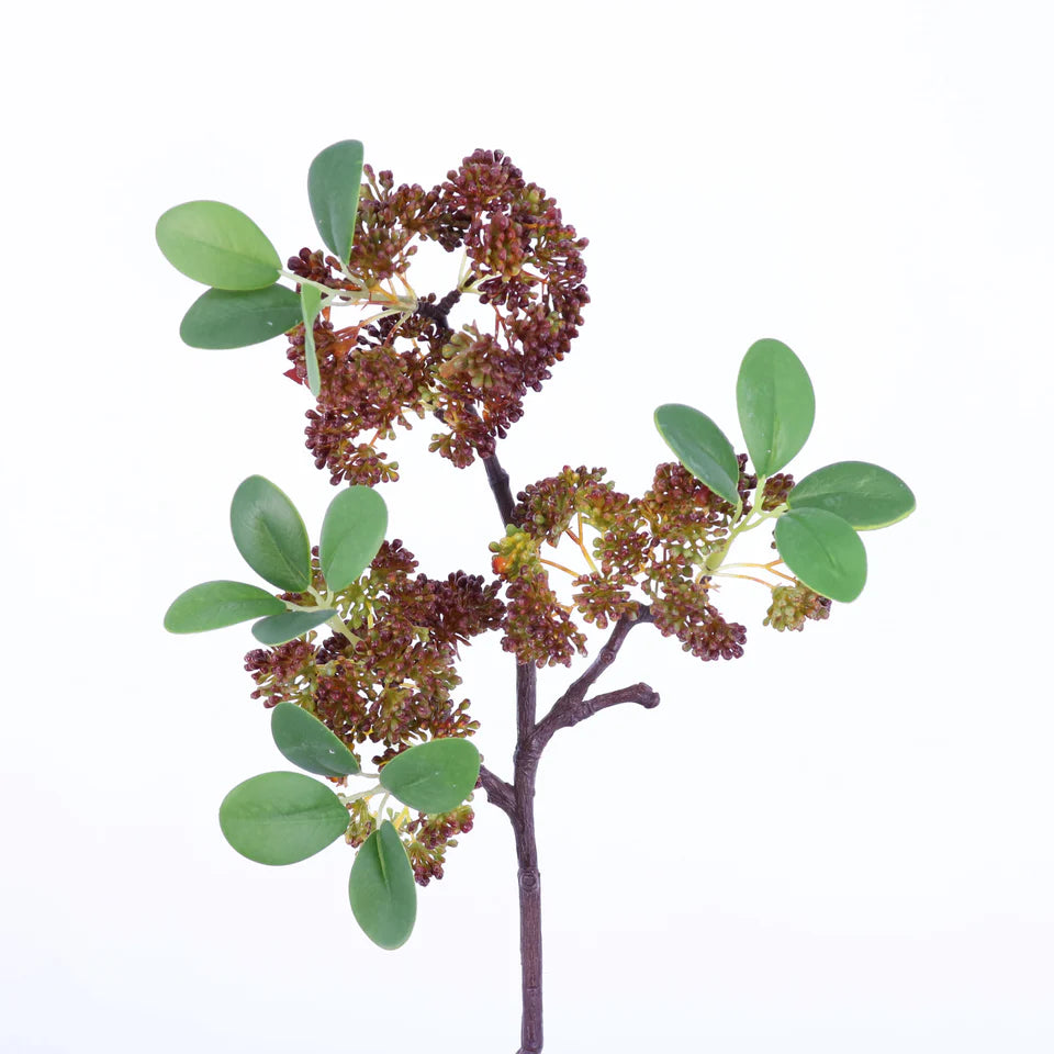 Seeded Ficus