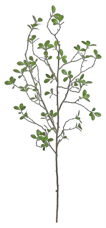 BONSAI FICUS BRANCH, 40"
