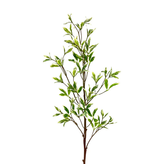 Pomegranate Leaf Stem