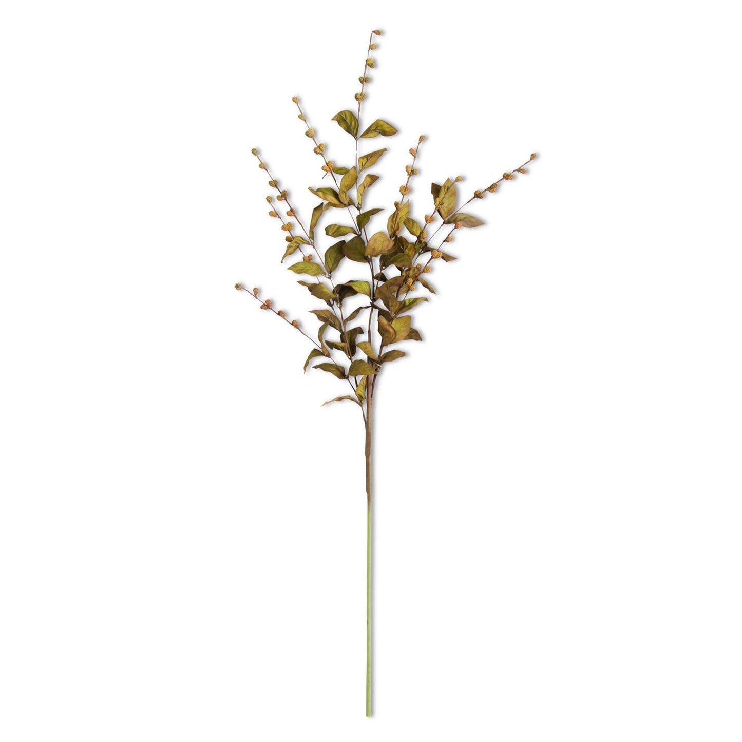 European Beech Stem