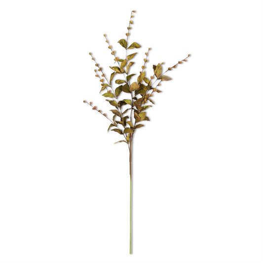 European Beech Stem