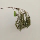 WEEPING PINE/PINECONE SPRAY