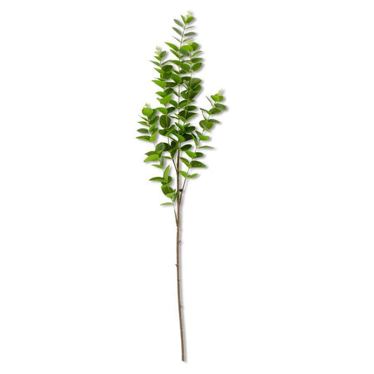 36 Inch Dark Green Gunnii Eucalyptus Stem | Floral | Sunday Night Dinner |  | 