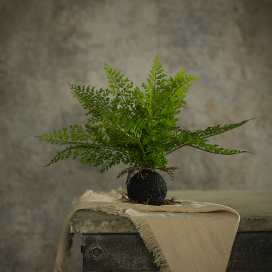 Fern w/Rooted Ball