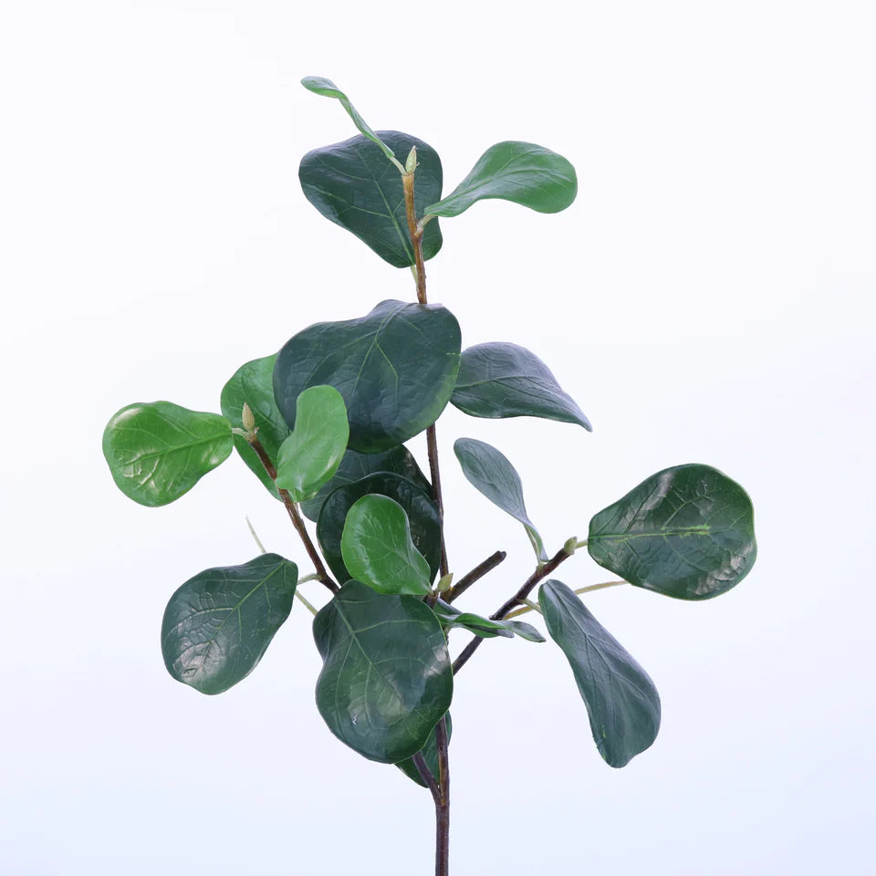 Baby Fiddle Leaf Stem