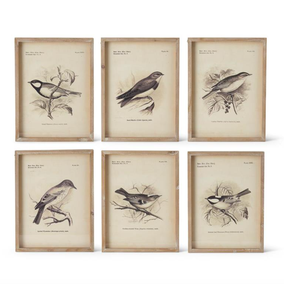Wood Framed Bird Prints