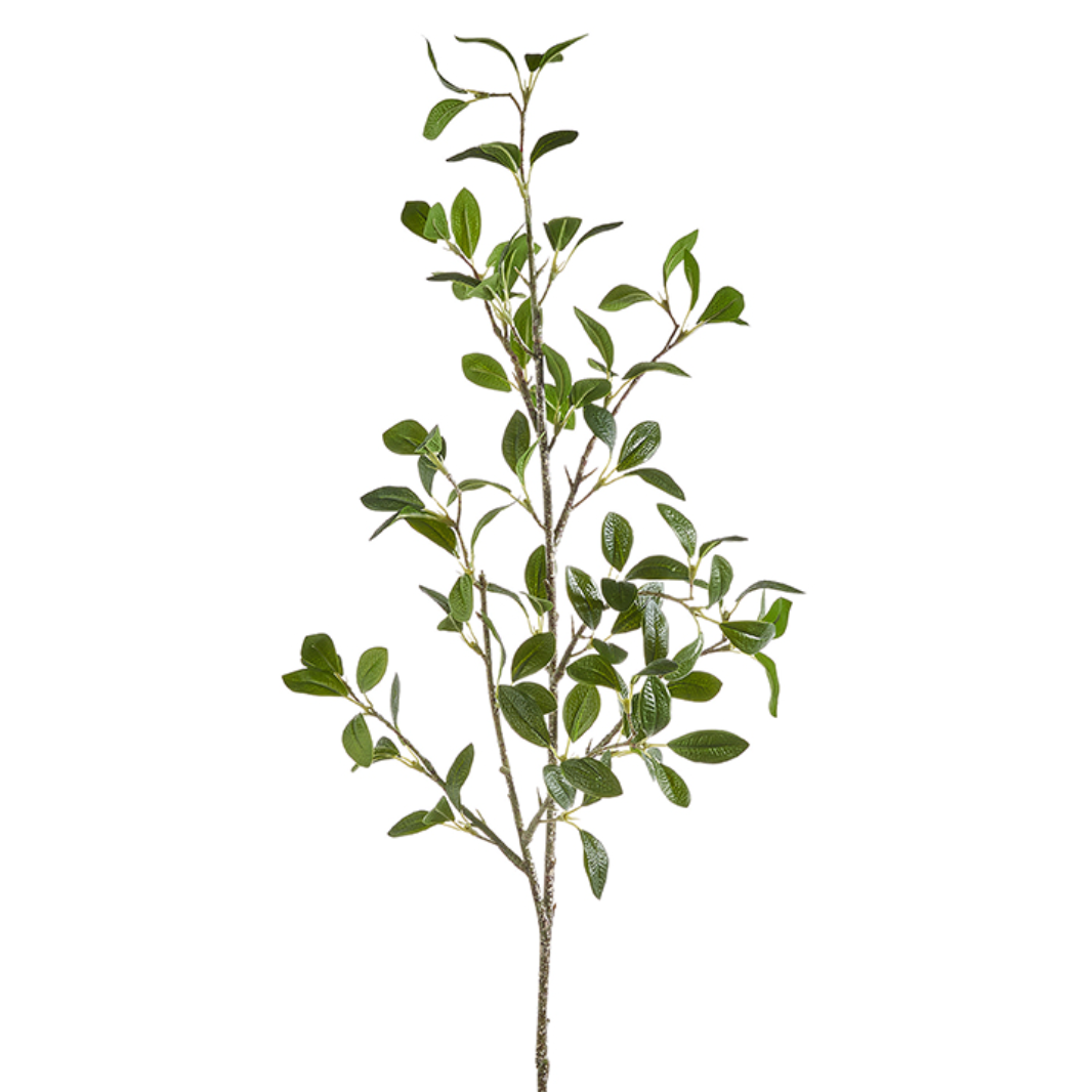 Green Ficus Stem