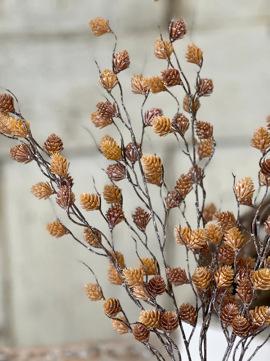 Spur Seed Bush | Sandalwood