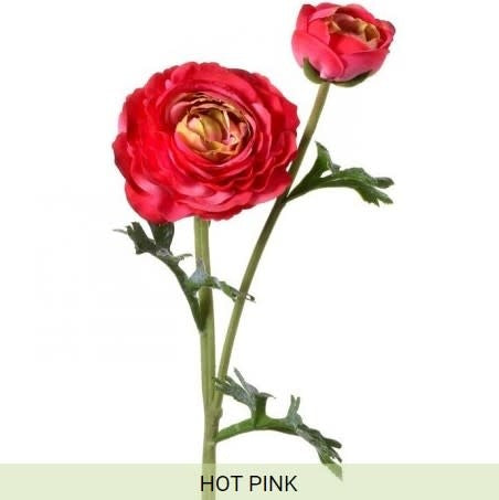 JUST CUT RANUNCULUS +BUD - Hot Pink | Floral | Sunday Night Dinner |  | 